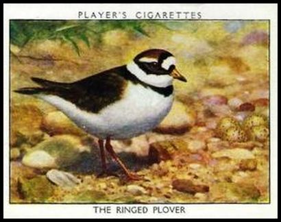 16 The Ringed Plover